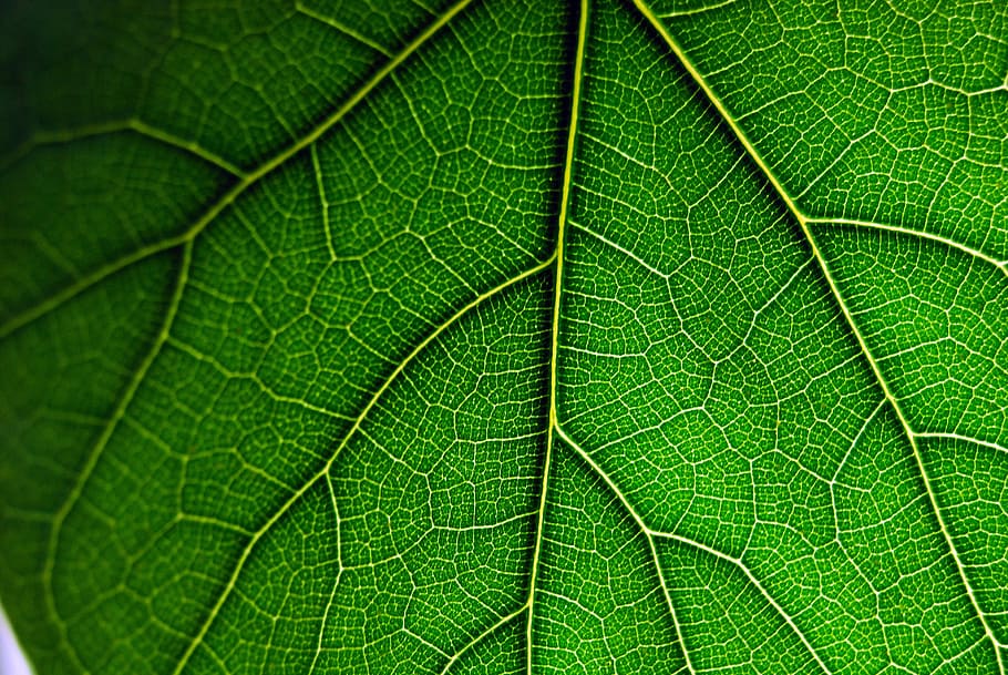 macro photography of green leaf, plant, nature, natural, texture HD wallpaper