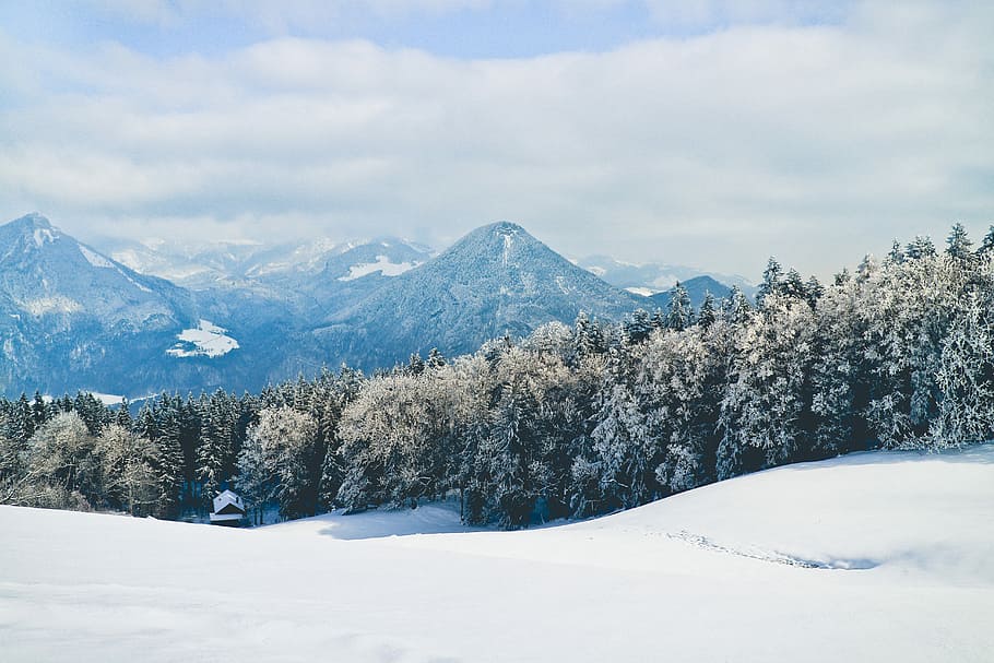 snow coated tree on snow field near mountain range, snow covered field surrounded with trees at daytime nature photography HD wallpaper