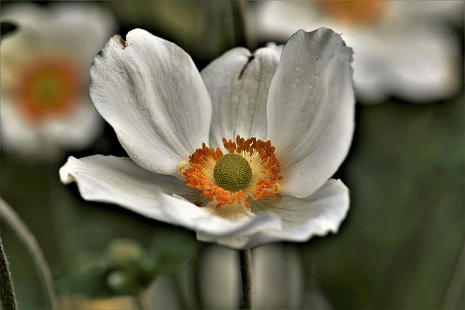 flower, blossom, bloom, white, anemone, nature, plant, close HD wallpaper
