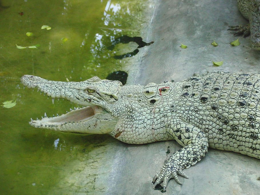 White, Lies, Crocodile Farm, white crocodile, mouth, teeth, HD wallpaper