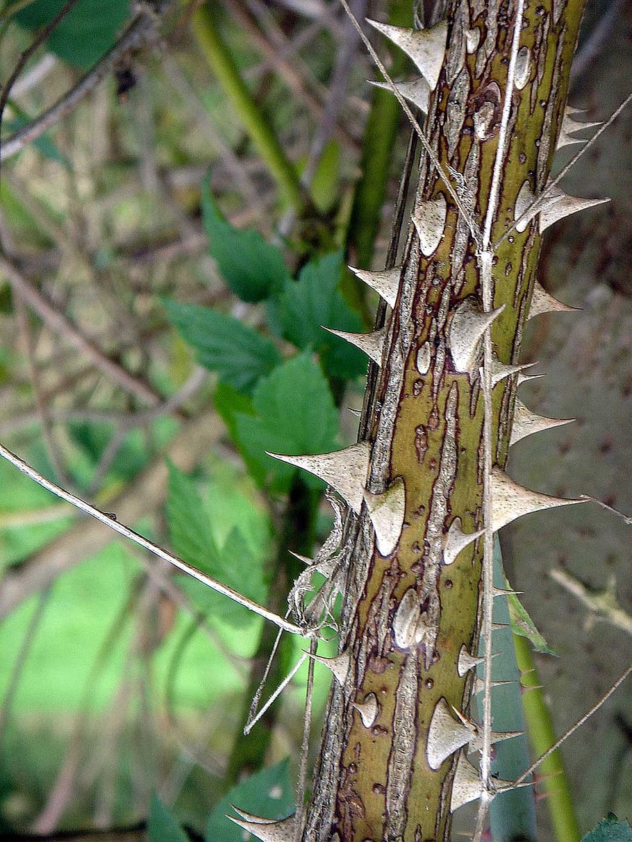 spines, sharp, raspberry, pain, detail, touch, tree, plant HD wallpaper