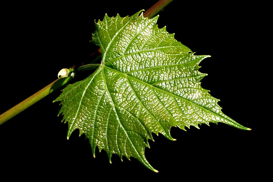 leaf, no one, nature, plant, garden, plant part, black background HD wallpaper