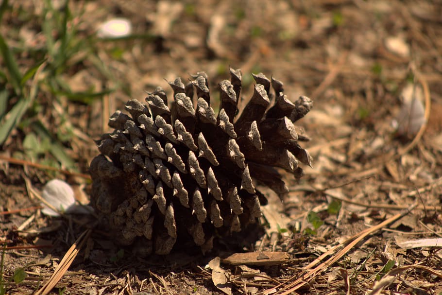 Spring, Acorn, Tree, Plant, Oak, Seed, nature, forest, young HD wallpaper