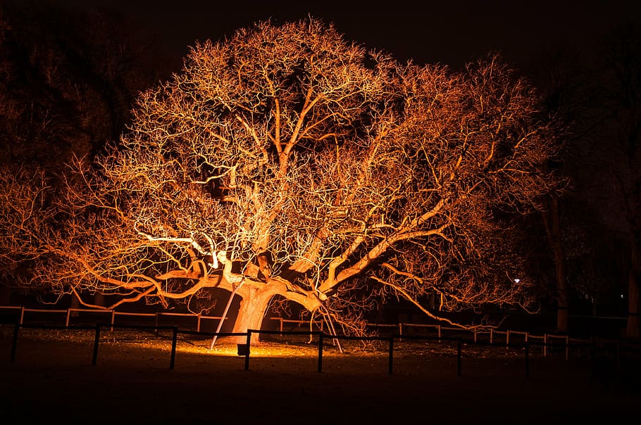 tree, light, lighting, atmospheric, mystical, nature, night HD wallpaper