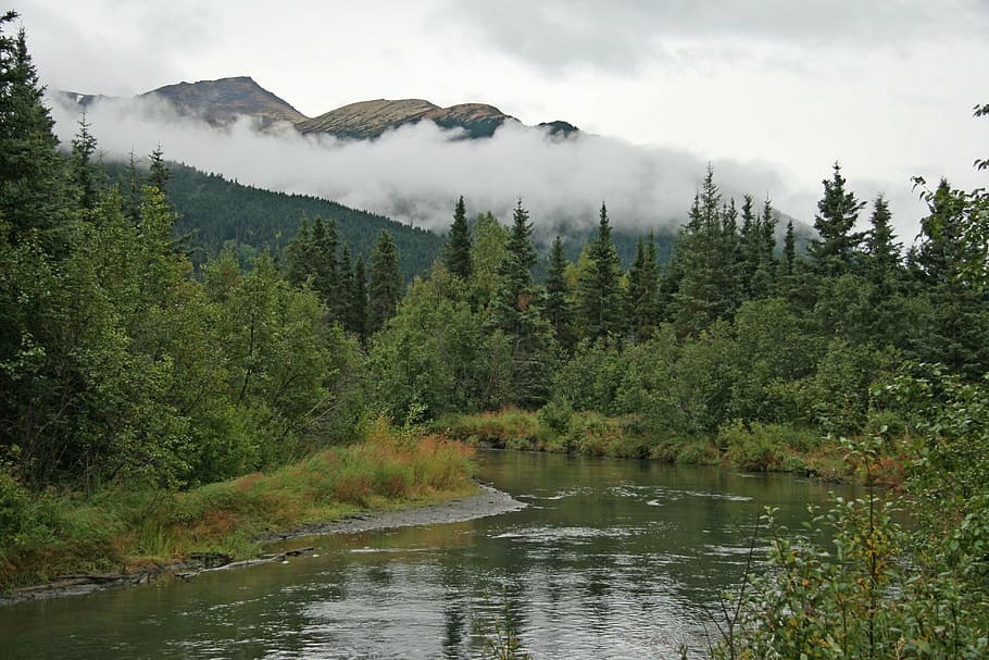 alaska, wilderness, forest, trees, clouds, fog, foggy, nature HD wallpaper
