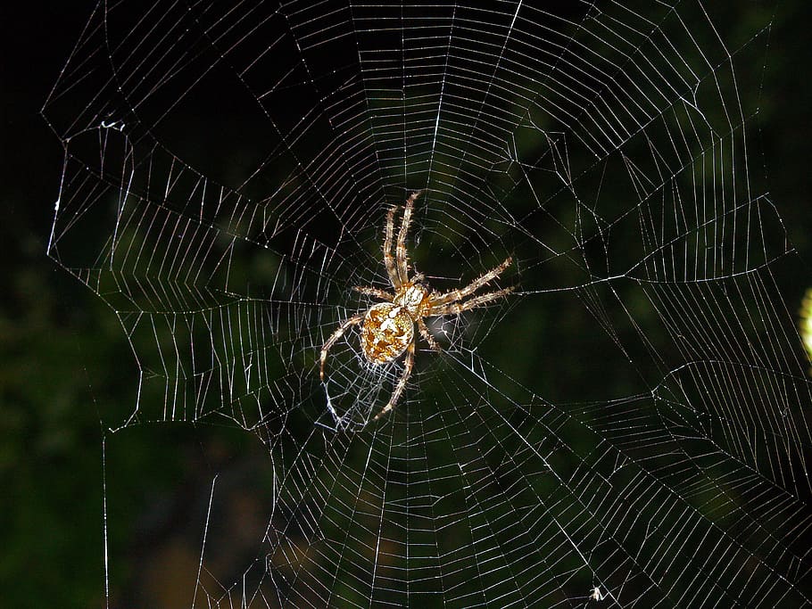 animals, insect, spider, cobweb, spider web, animal themes HD wallpaper