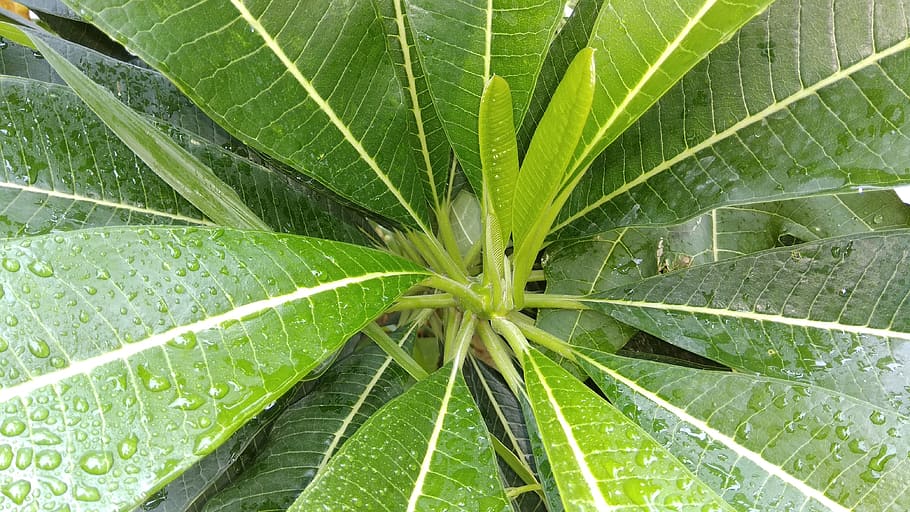 rain, drops, leaf, plant part, green color, growth, no people HD wallpaper