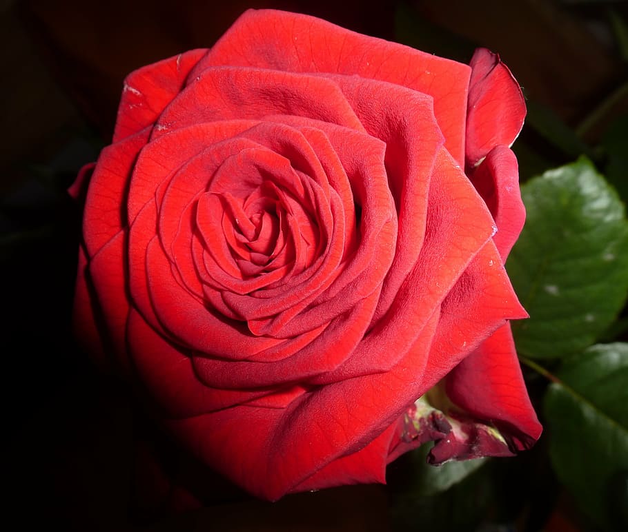 rose, red, rose bloom, flower, flowering plant, petal, fragility HD wallpaper
