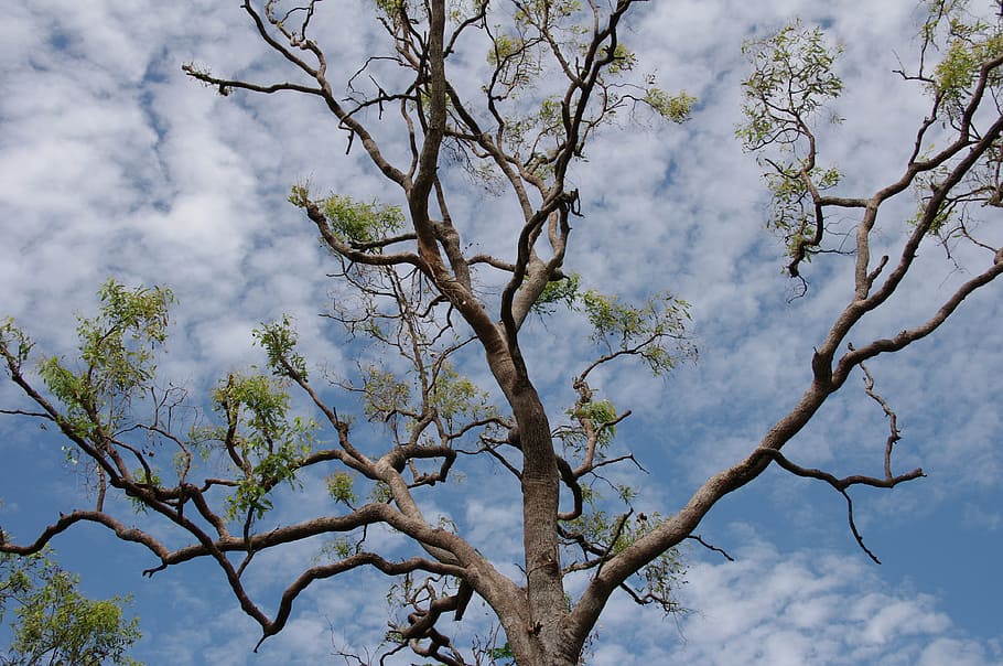trees, nature, plants, green, sky, clouds, blue, scenery, bark HD wallpaper