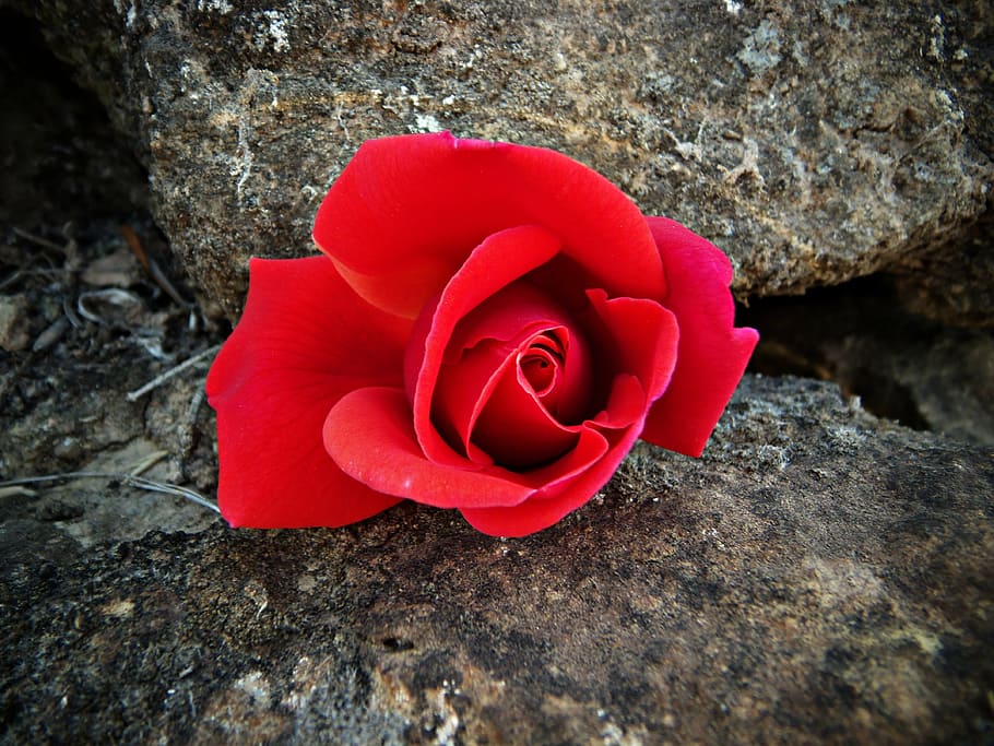 red rose, rock, flower, petals, beautiful, nature, warmth, flowering plant HD wallpaper