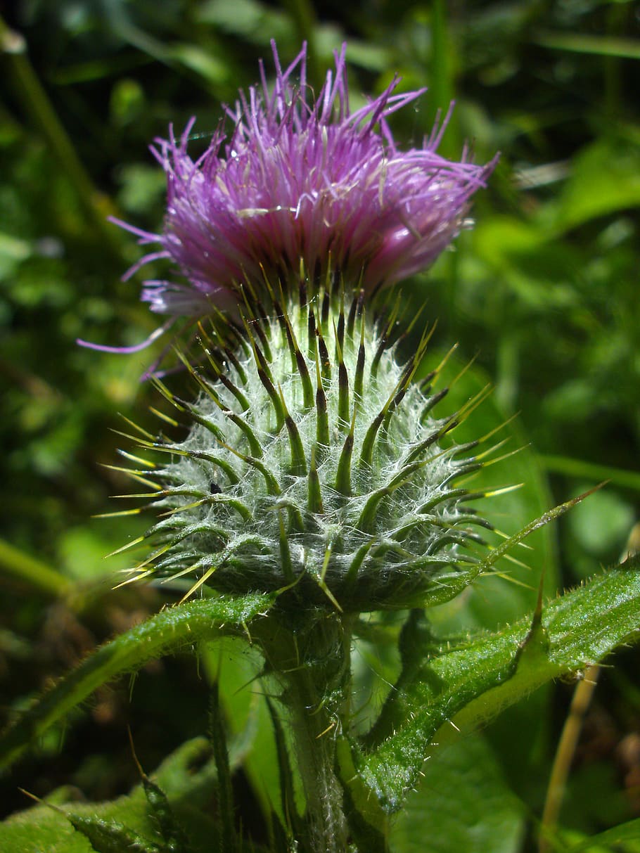 thistle, summer, purple, prickly, plant, growth, close-up, beauty in nature HD wallpaper