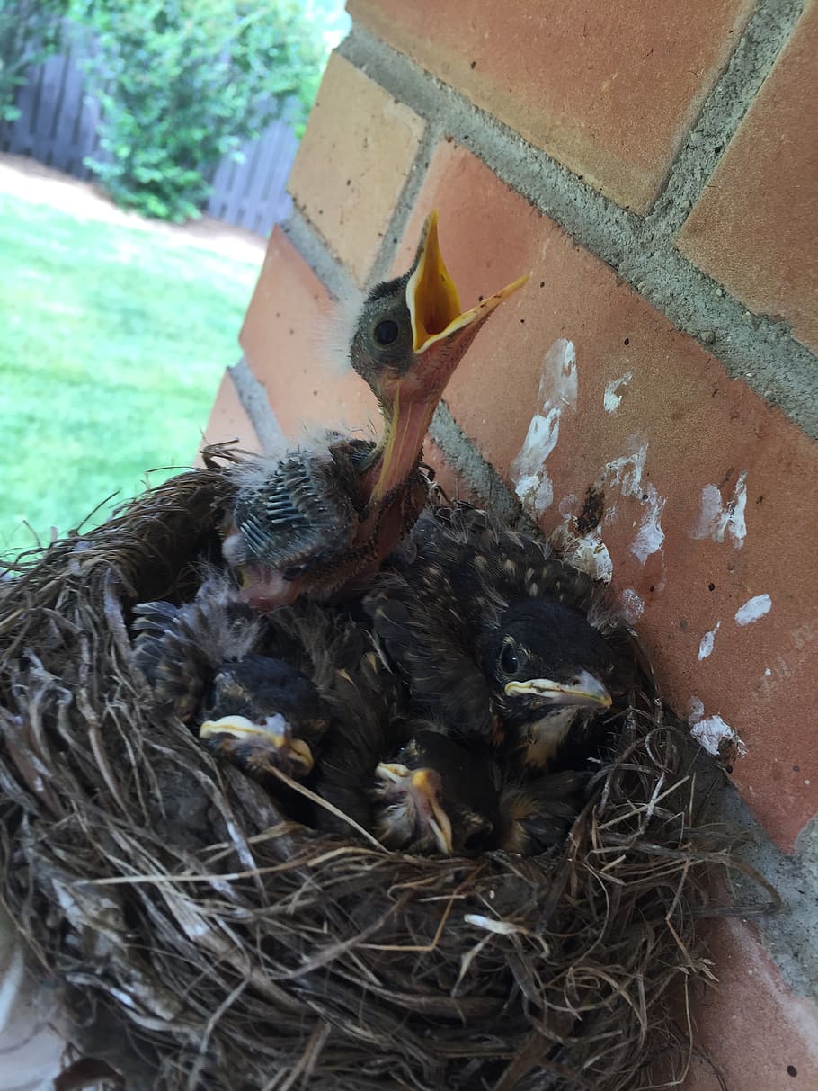 birds, nest, hatch, hungry, neck, tweet, spring, nature, house HD wallpaper