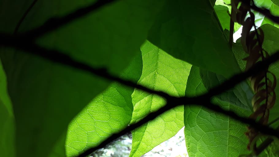 bright, green, leaf, close up, plant part, green color, growth HD wallpaper