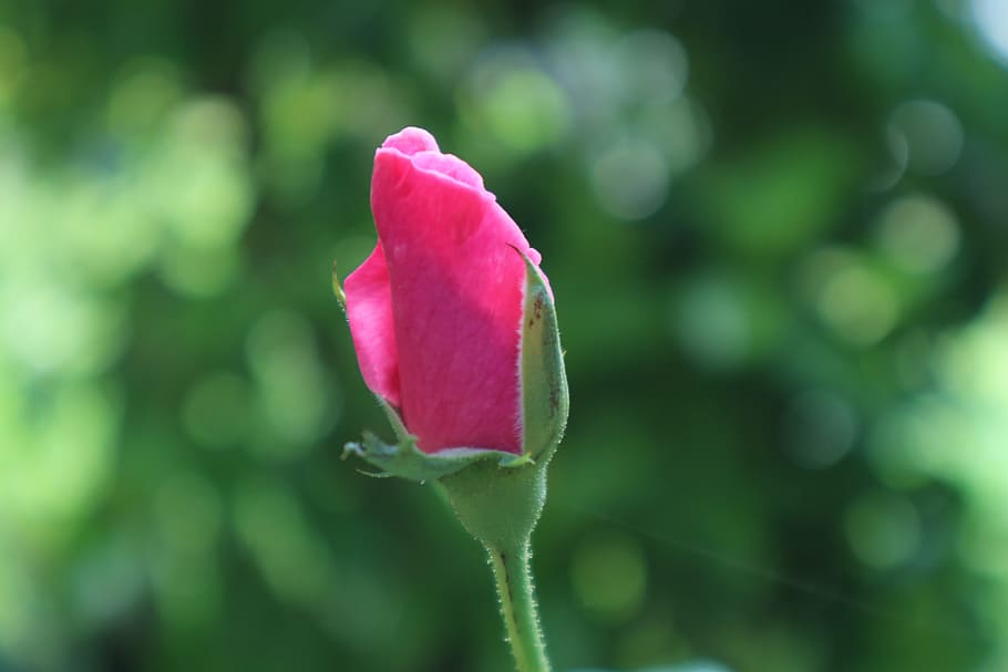 rose, flower, pink, flowers, nature, flowering plant, fragility HD wallpaper