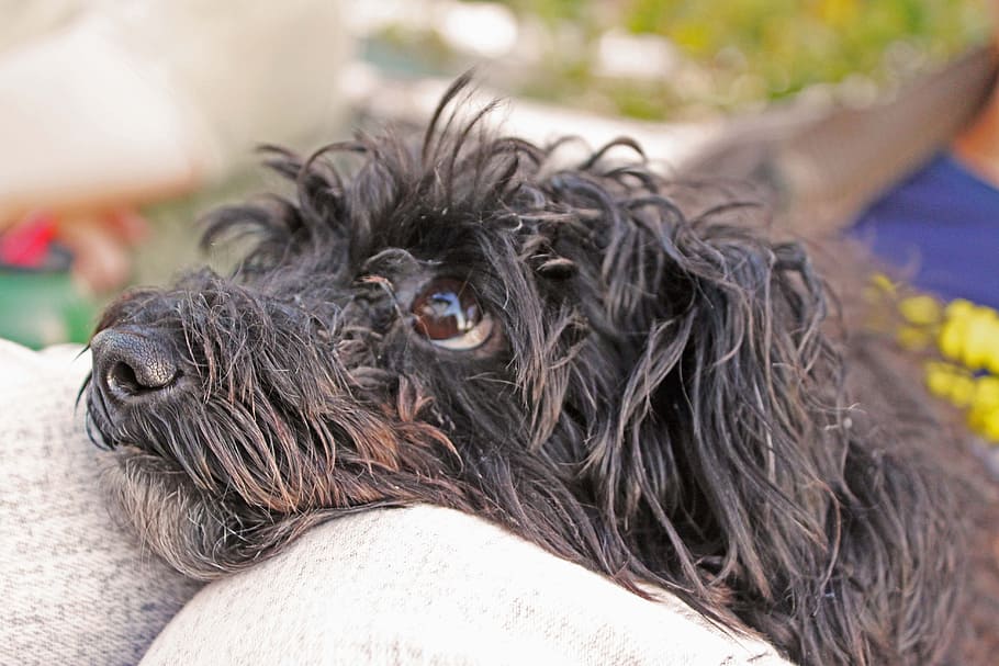 long-coated black puppy lying on brown textile, Dog, Pet, happy HD wallpaper