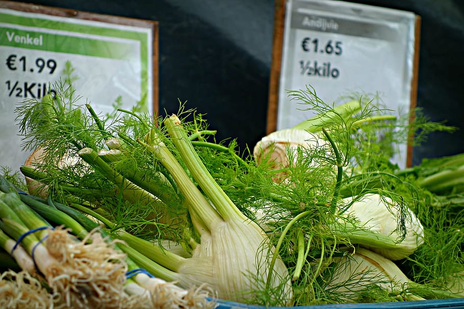 Fennel, Herb, Foeniculum Vulgare, fennel bulb, food, nutrition, HD wallpaper