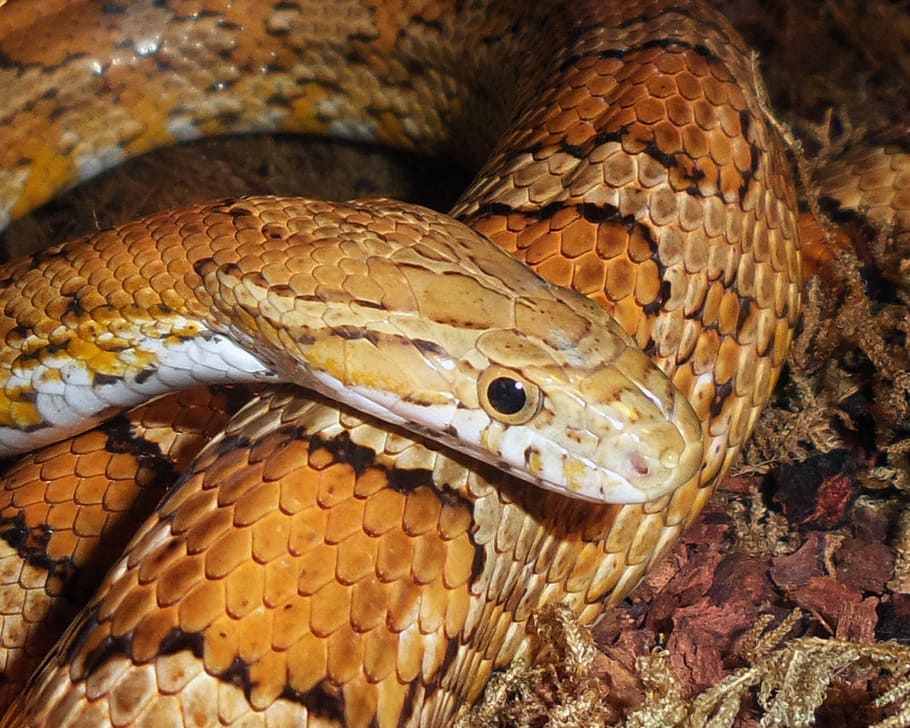 snakes, corn, yellow, animal themes, animal wildlife, one animal HD wallpaper