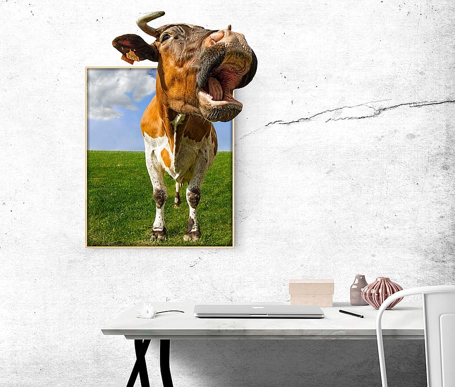 cow 3D painting on wall near desk, image, funny, office, mammal HD wallpaper