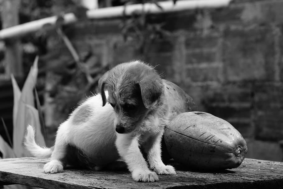 Fauna, Ulloa, Risaralda, Colombia, black And White, dog, animal HD wallpaper