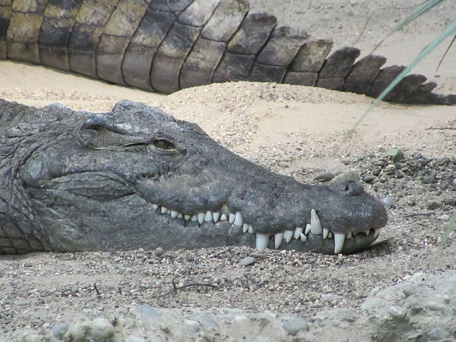 crocodile, alligator, foot, predator, reptile, tooth, animal HD wallpaper