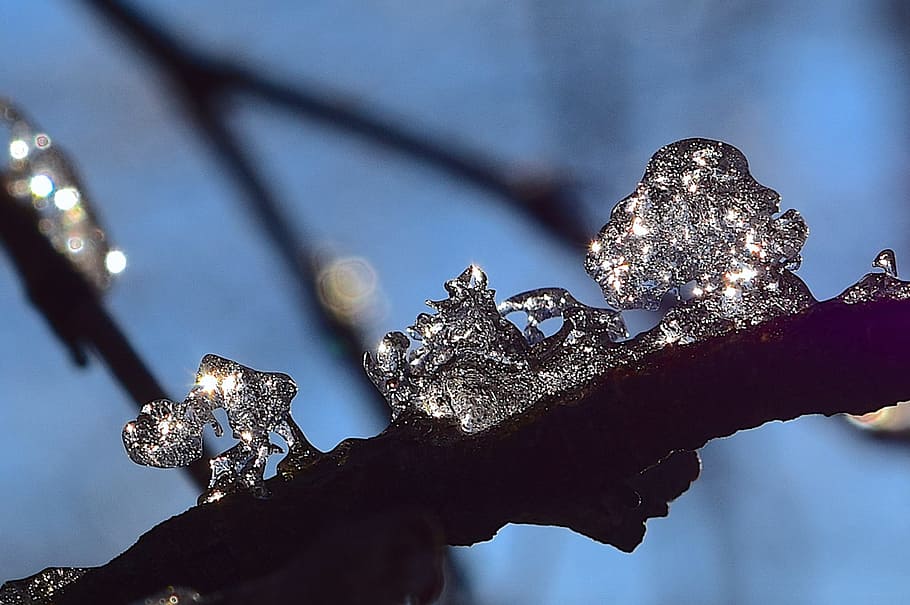 ice, crystal, branch, winter, cold, frost, frozen, texture HD wallpaper