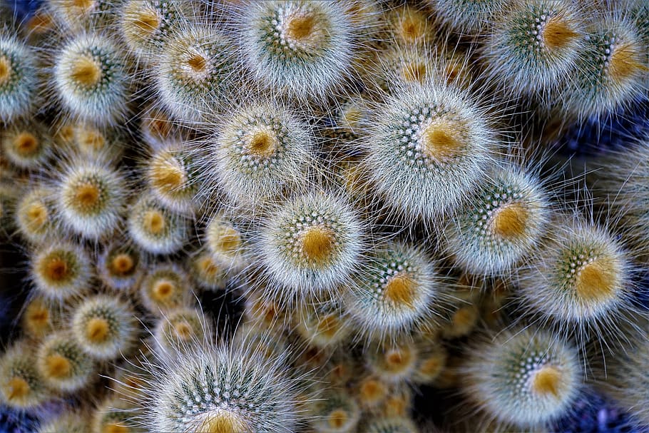 nature, background, color, plant, close up, pattern, flower HD wallpaper