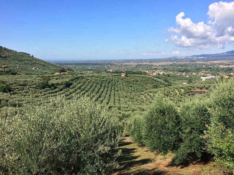 olive, landscape, rocca massima, garden, gliculture, environment, HD wallpaper