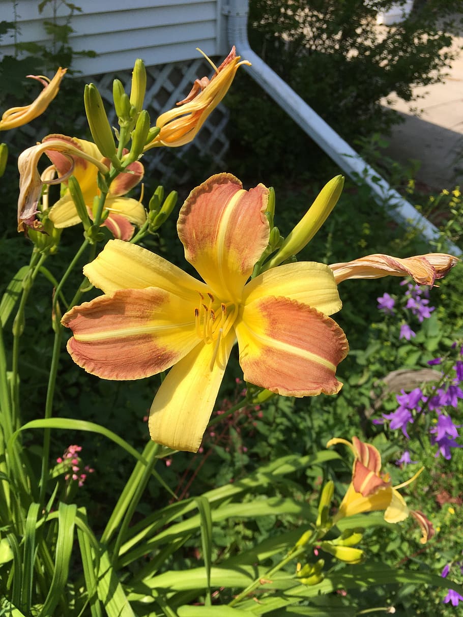 flower, yellow, orange, flowering plant, fragility, vulnerability HD wallpaper