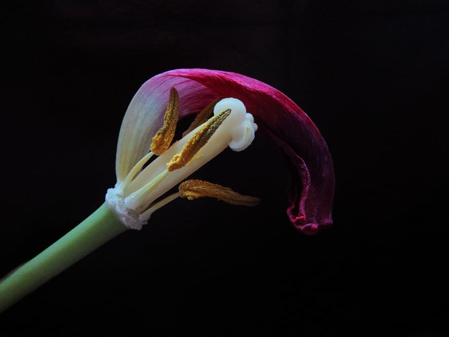 tulip, overblown, pestle, stamens, bloom, nature, lost petals, HD wallpaper