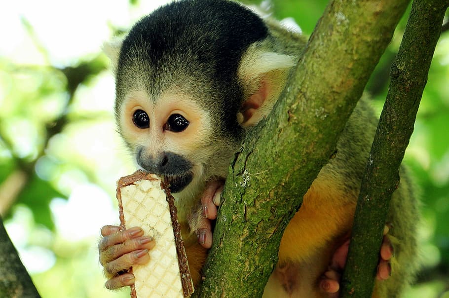 monkey on tree eating wafer during daytime, squirrel monkey, äffchen