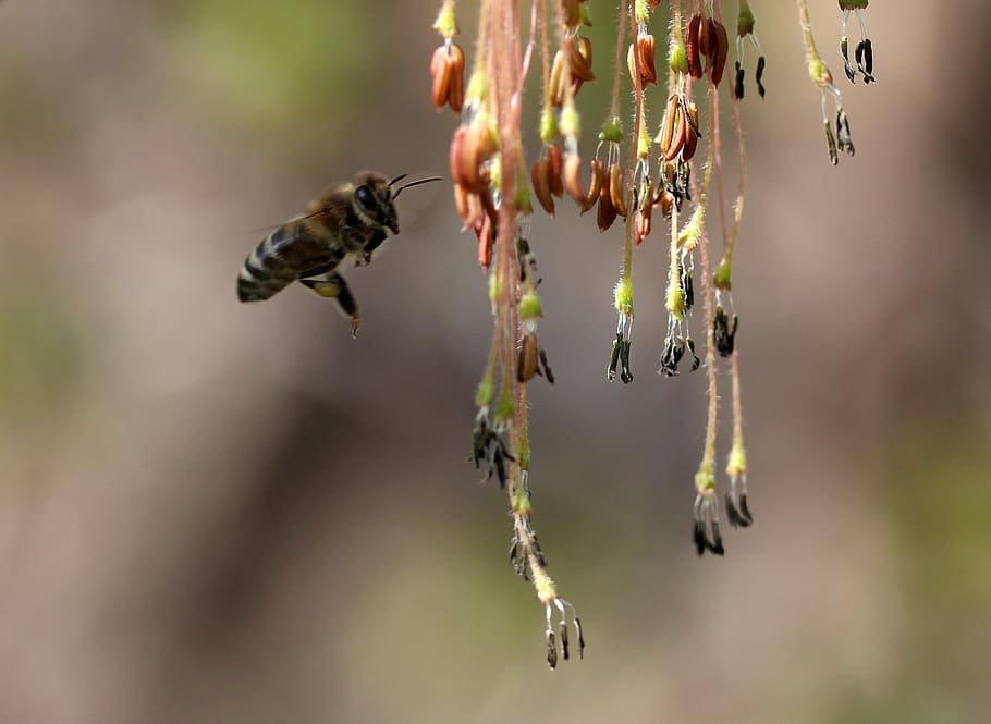 bee, flight, pollination, insecta, nature, spring, animal themes HD wallpaper