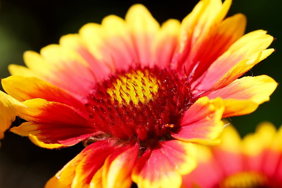 flower, nature, spring, flowering plant, freshness, fragility HD wallpaper