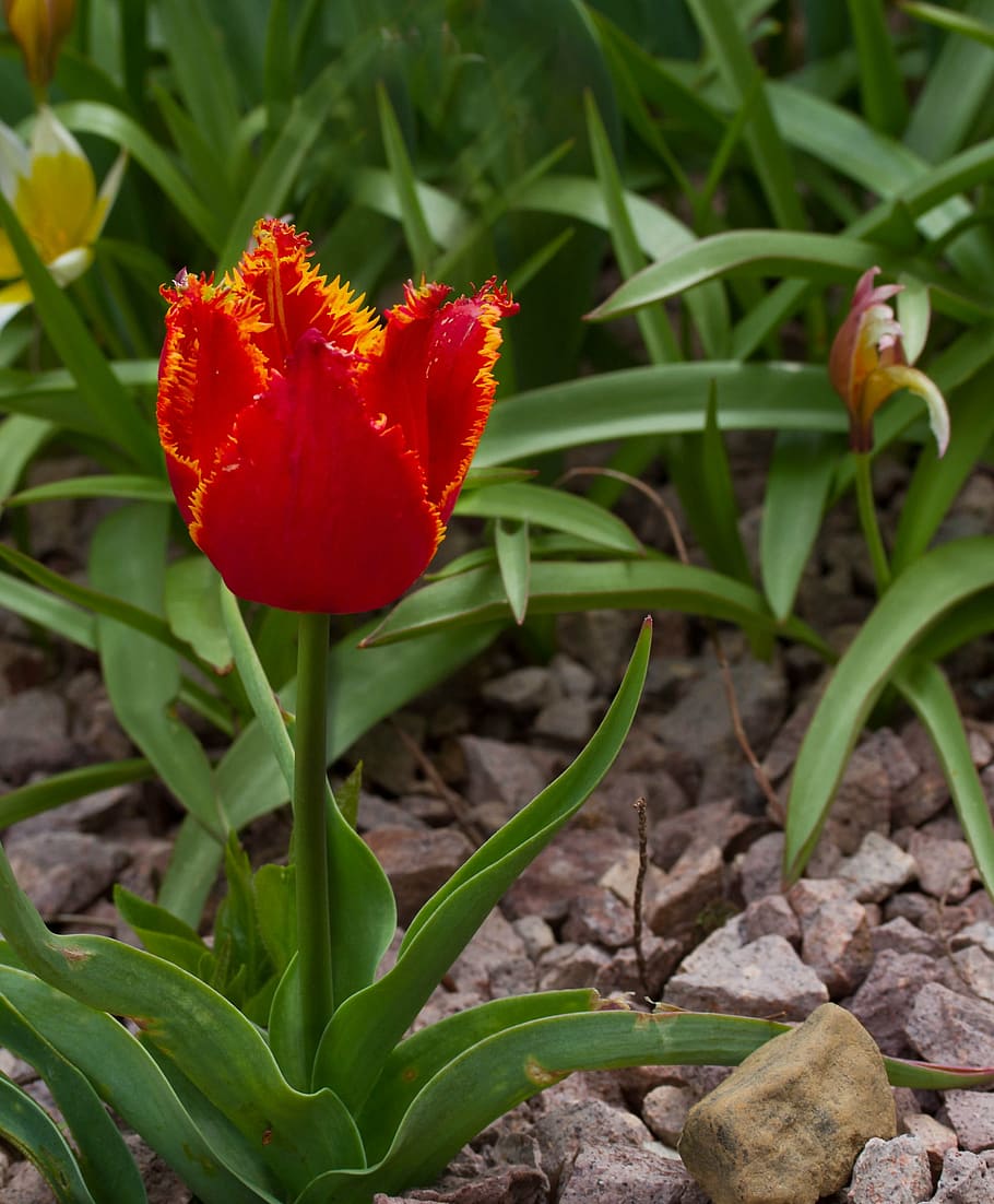 flower, tulip, spring, flora, close, blossom, bloom, flowering plant HD wallpaper