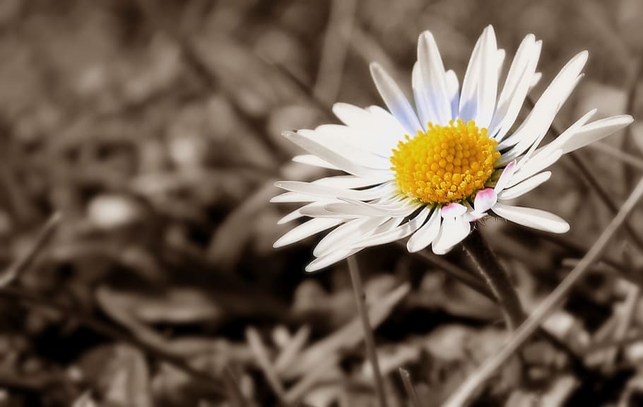 white common daisy, meadow, close, spring, wildflowers, flower meadow HD wallpaper