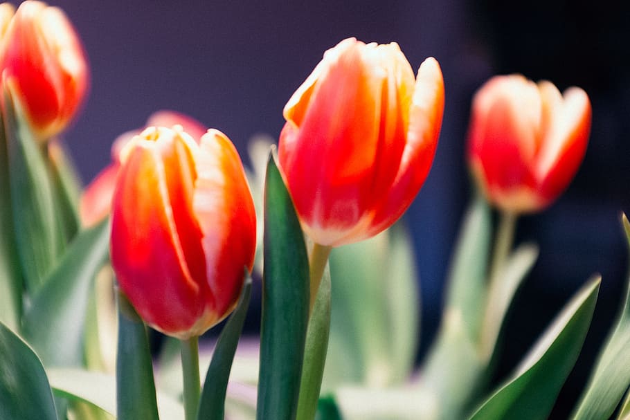 Tulips, nature, springtime, flower, plant, beauty In Nature, red HD wallpaper