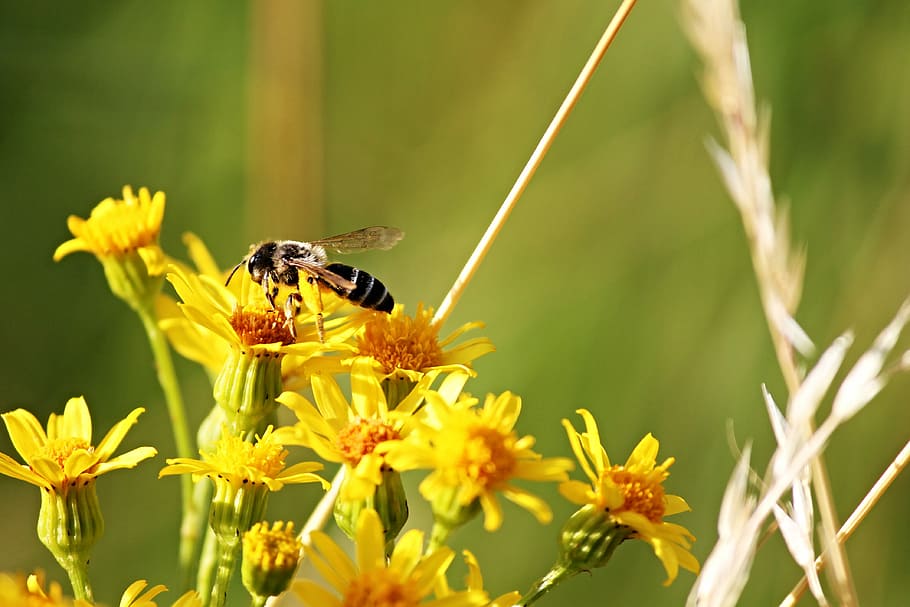 Bee, Flowers, Yellow, Sit, Sprinkle, nectar, insect, close HD wallpaper