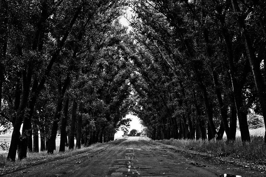 grayscale photography of pathway with tall tress in between, trees HD wallpaper