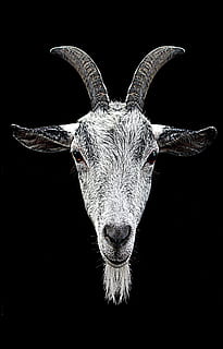 HD wallpaper: photography of gray ram head with black background, horns,  goat | Wallpaper Flare