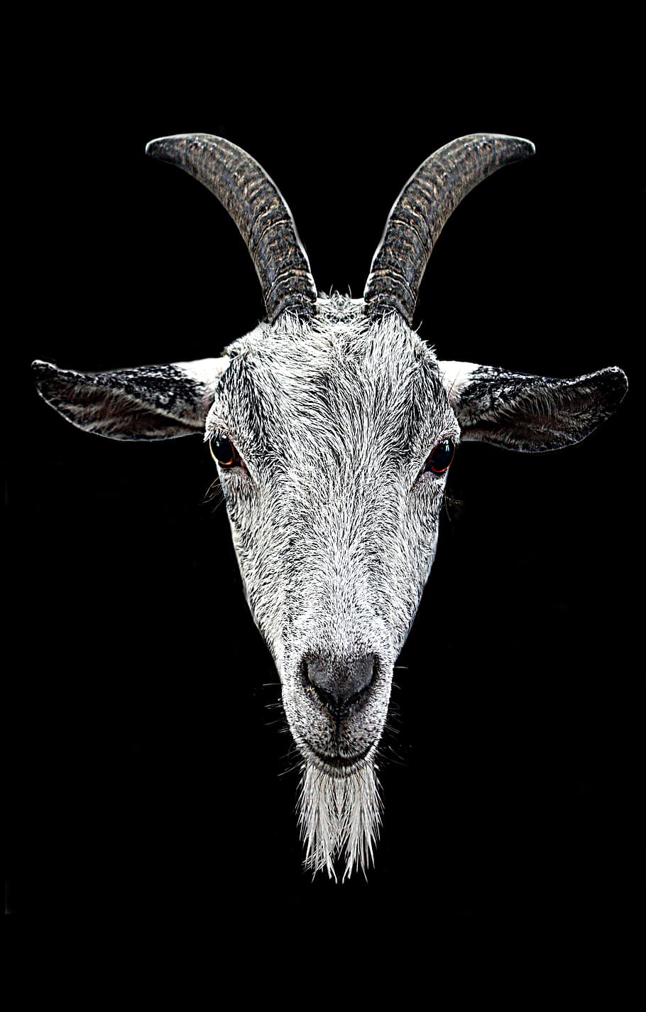 Goat Wallpapers  Top Free Goat Backgrounds  WallpaperAccess