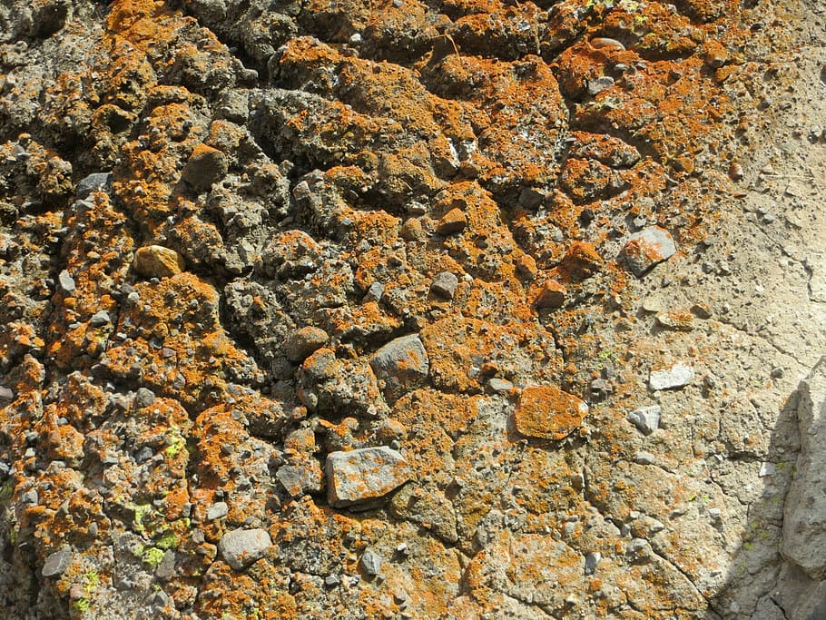 rock, lichen, cliff, mountain, moss, stone, plant, natural HD wallpaper