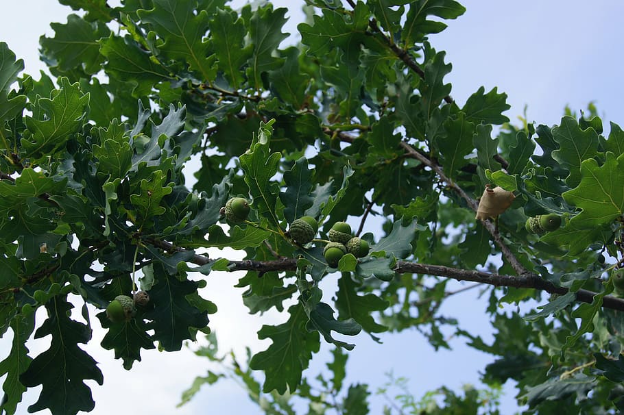 acorn, tree, branch, summer, forest, nature, plant part, leaf HD wallpaper