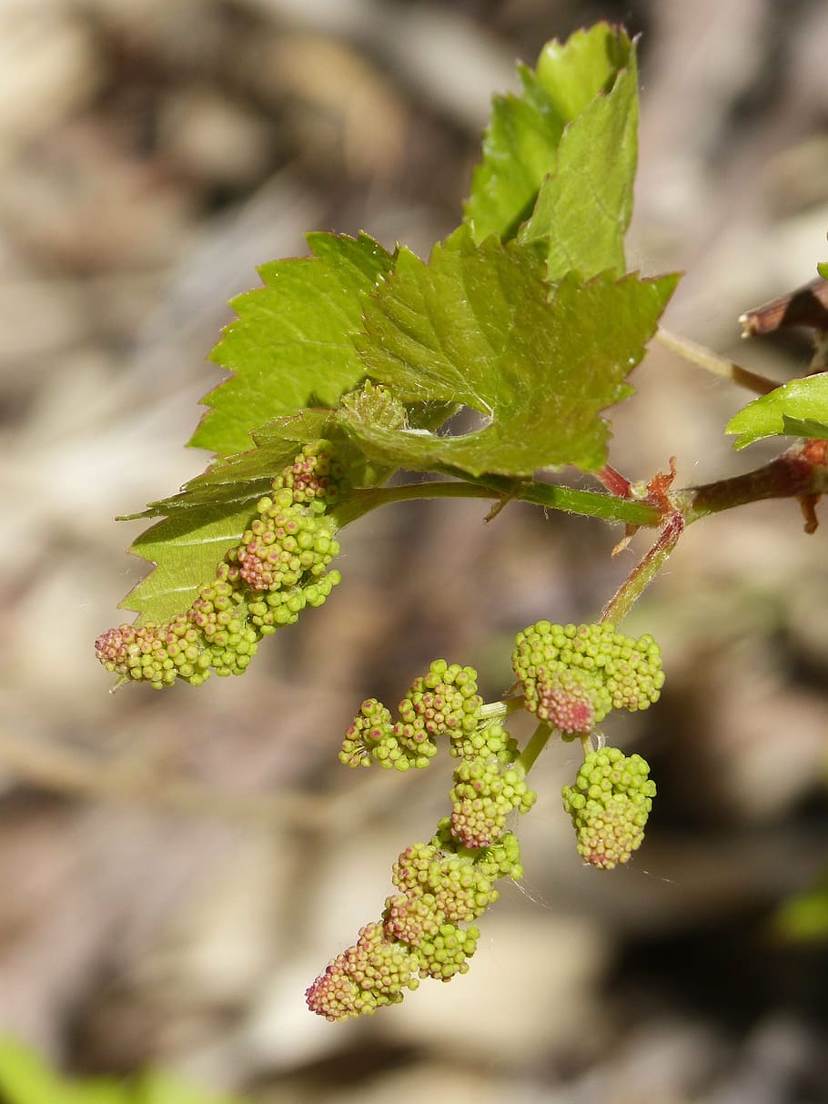 vine, outbreak, sprout, spring, bud, vineyard, nature, plant HD wallpaper