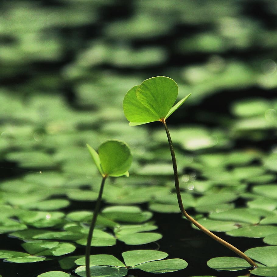 shallow focus photography of plants on water during day, green leafed water lilly HD wallpaper