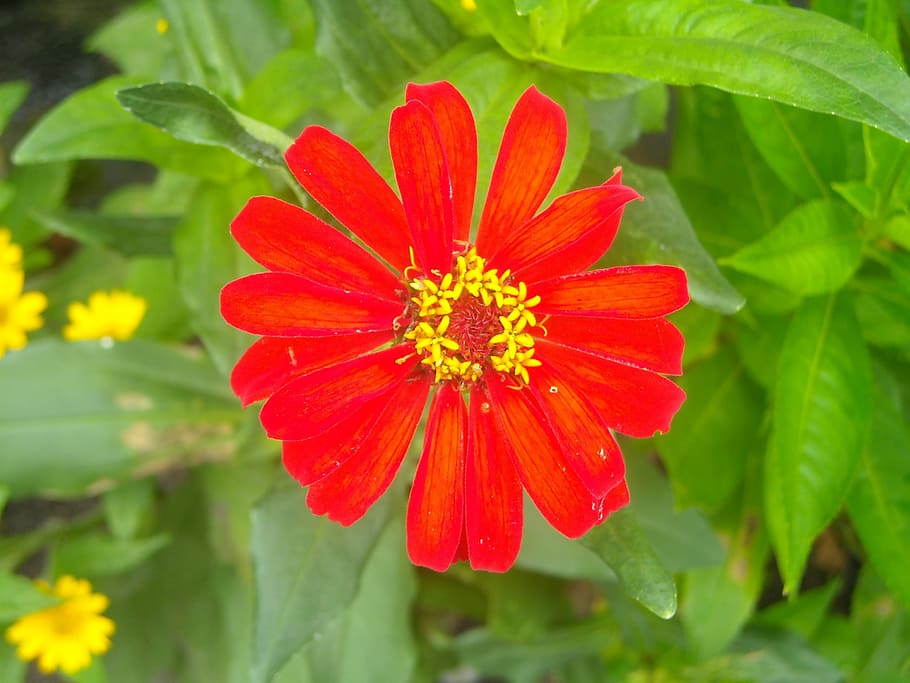 flowers, red, leaf, green, flowering plant, beauty in nature HD wallpaper