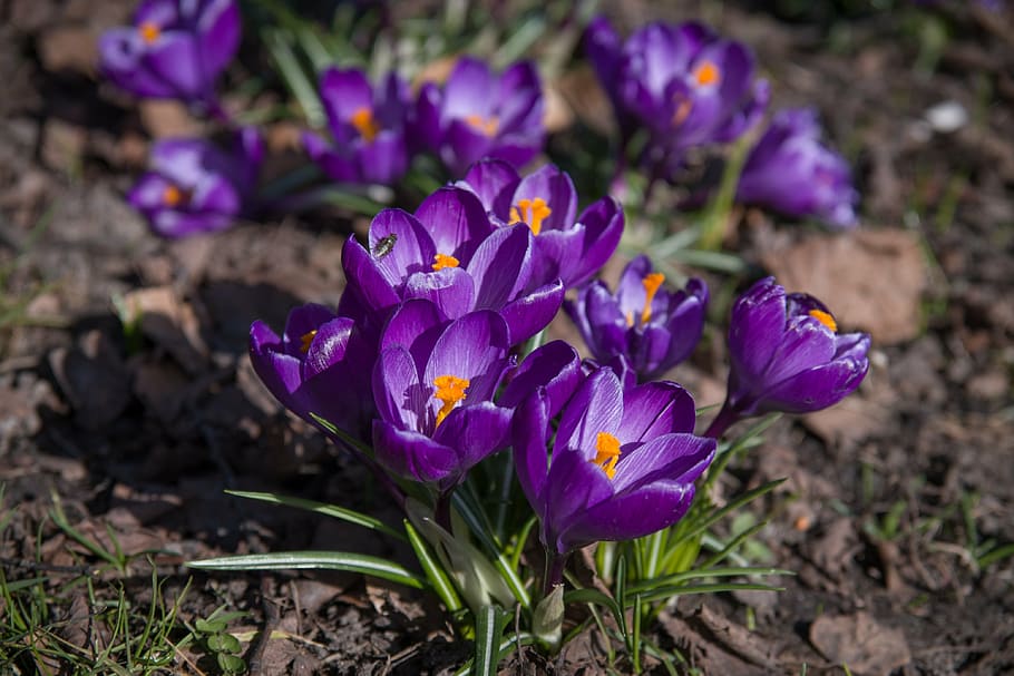 crocus, flowers, purple, spring, our characters, lökväxt HD wallpaper
