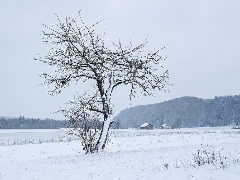 winter, snow, snow landscape, tree, winter magic, new zealand HD wallpaper