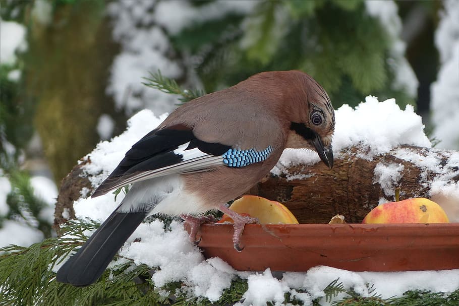 brown and black short beak bird, jay, feeding, winter, snow HD wallpaper
