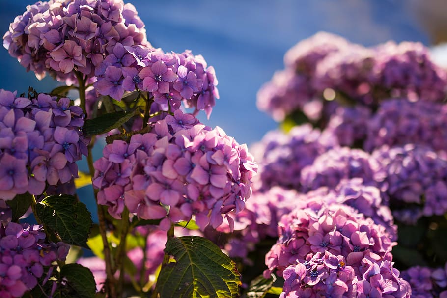 beautiful, hydrangeas, purple, flower, light, nature, blossom HD wallpaper