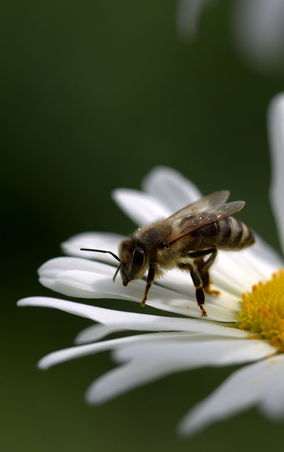 bee, daisy, pollen, work, insecta, nature, flower, white, macro HD wallpaper