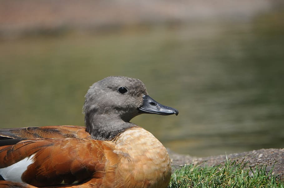 duck, animal, alone, bird, animal themes, animals in the wild HD wallpaper